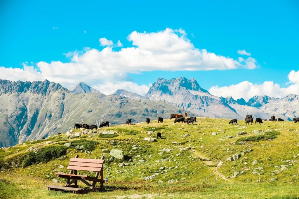 Kleine Schweiz ein bild mit Kühen in den bergen